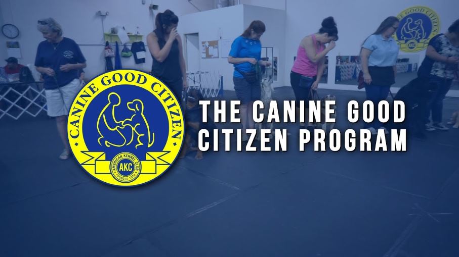 The canine good citizen program