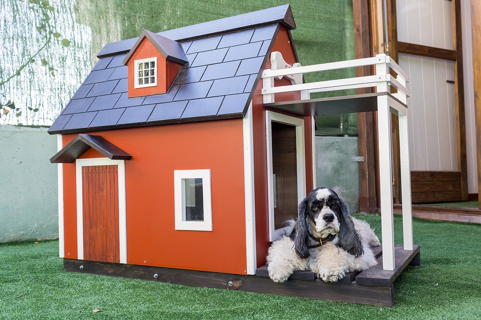 Choosing the Best Boarding Kennel for Your Dog - Animal Boarding Near Me