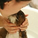 Best Dog Groomer for Your Pet