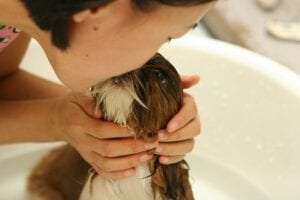 Best Dog Groomer for Your Pet