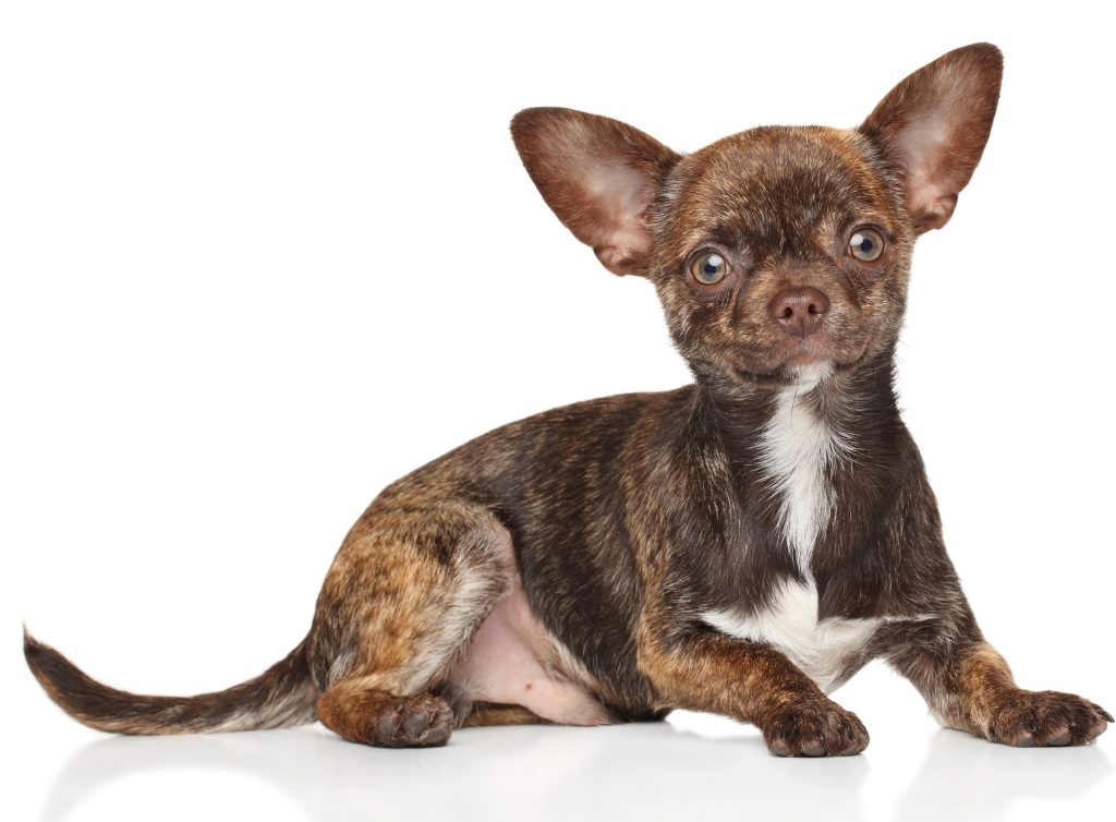 A dog cared for by a dog daycare center serving Salt Lake County, UT
