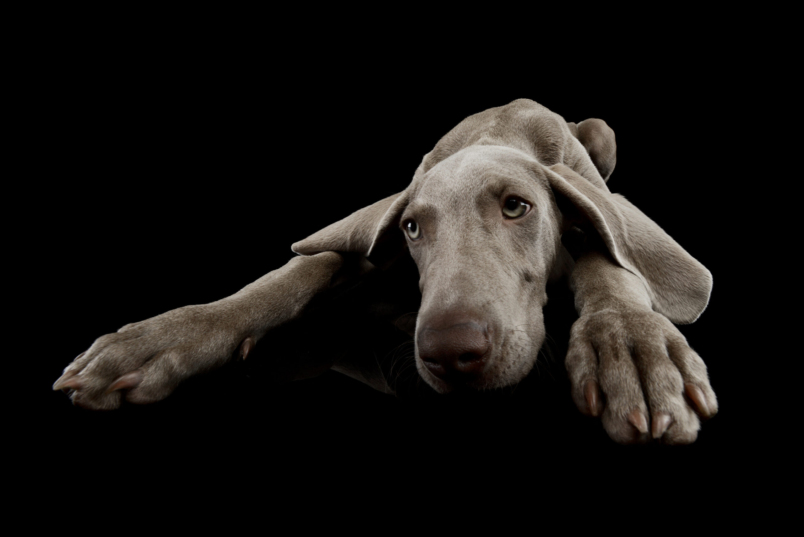 Dog Boarding Kennel Lodging, Pet Grooming, Training Classes & Daycare Dog Boarding Kennel Lodging, Pet Grooming, Training Classes & Daycare