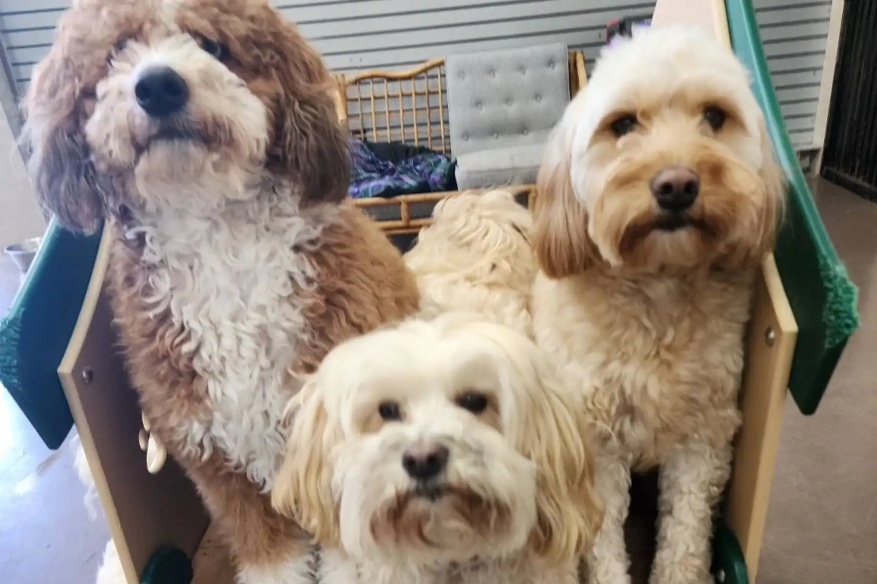 Dogs in Dog Boarding in North Salt Lake