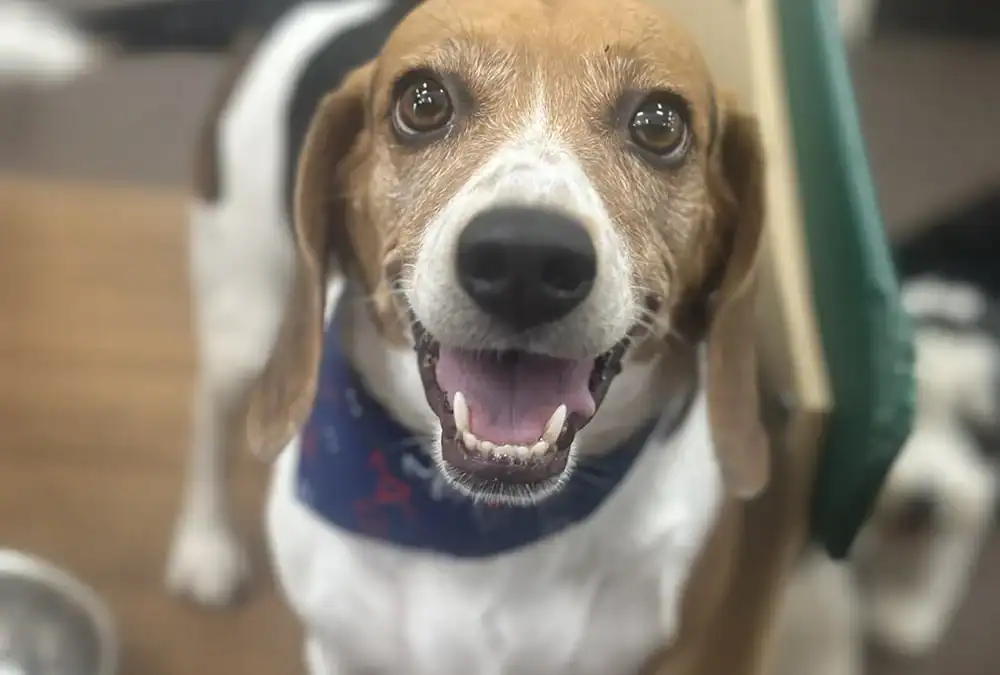 How to Choose the Best Luxury Dog Boarding in Salt Lake City (And What Makes the Difference)