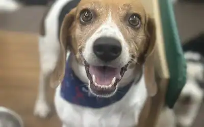 How to Choose the Best Luxury Dog Boarding in Salt Lake City (And What Makes the Difference)