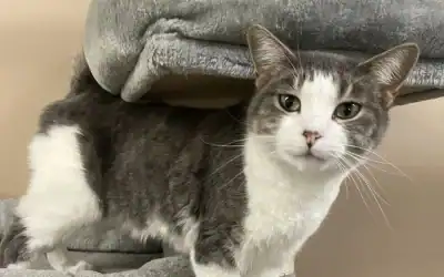 Preparing Your Pet for Boarding