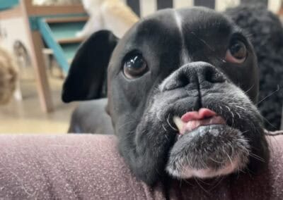 Luxury care for senior pets at coddled critters