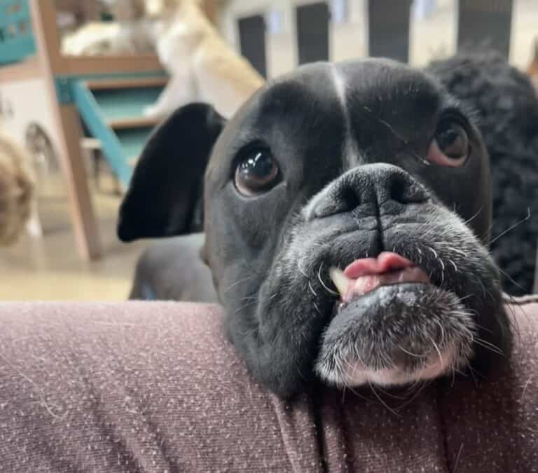 Senior Pets Deserve Luxury Too: Our Gentle Care Approach