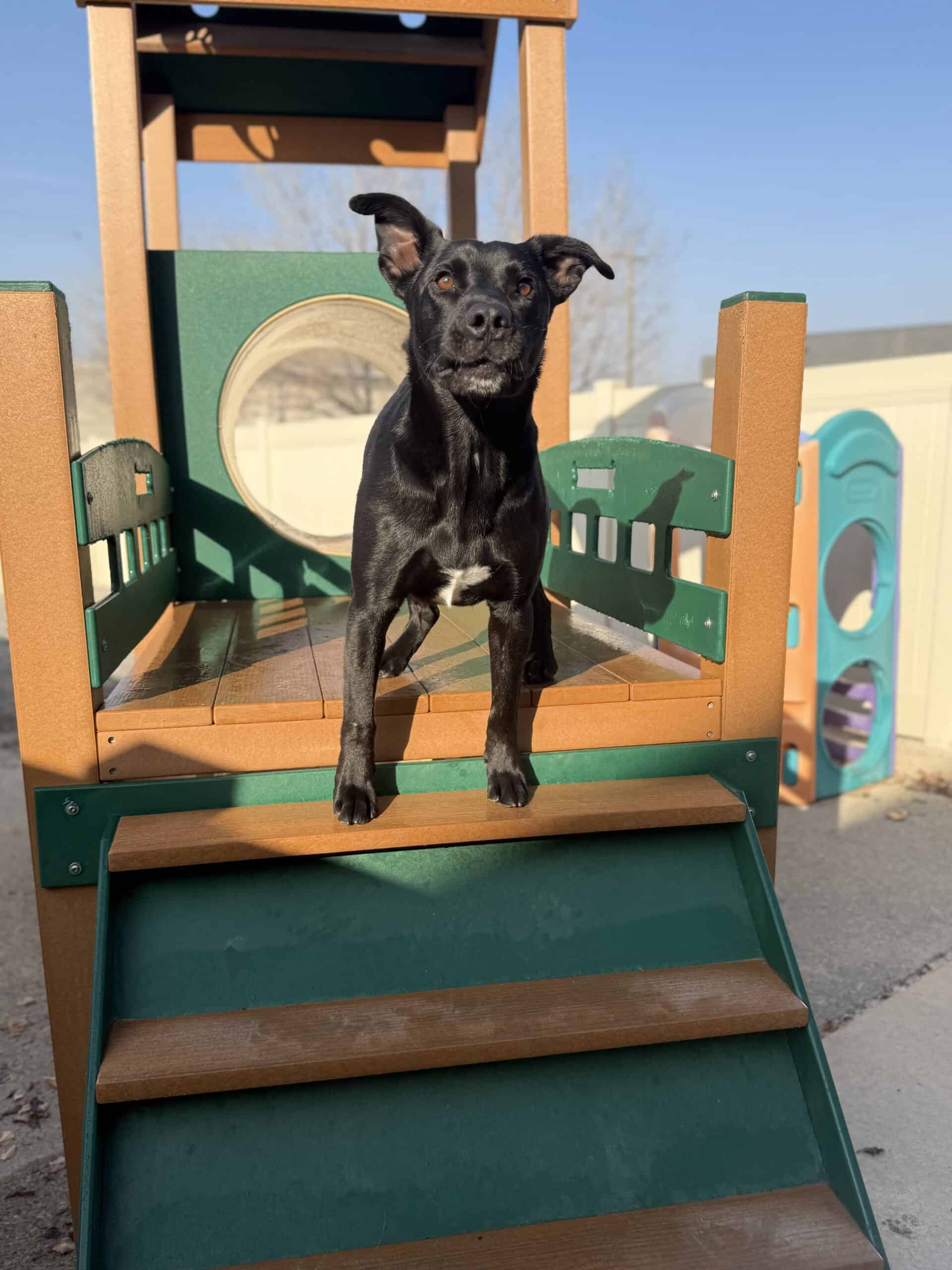 Dog in Dog training at Coddled Critters