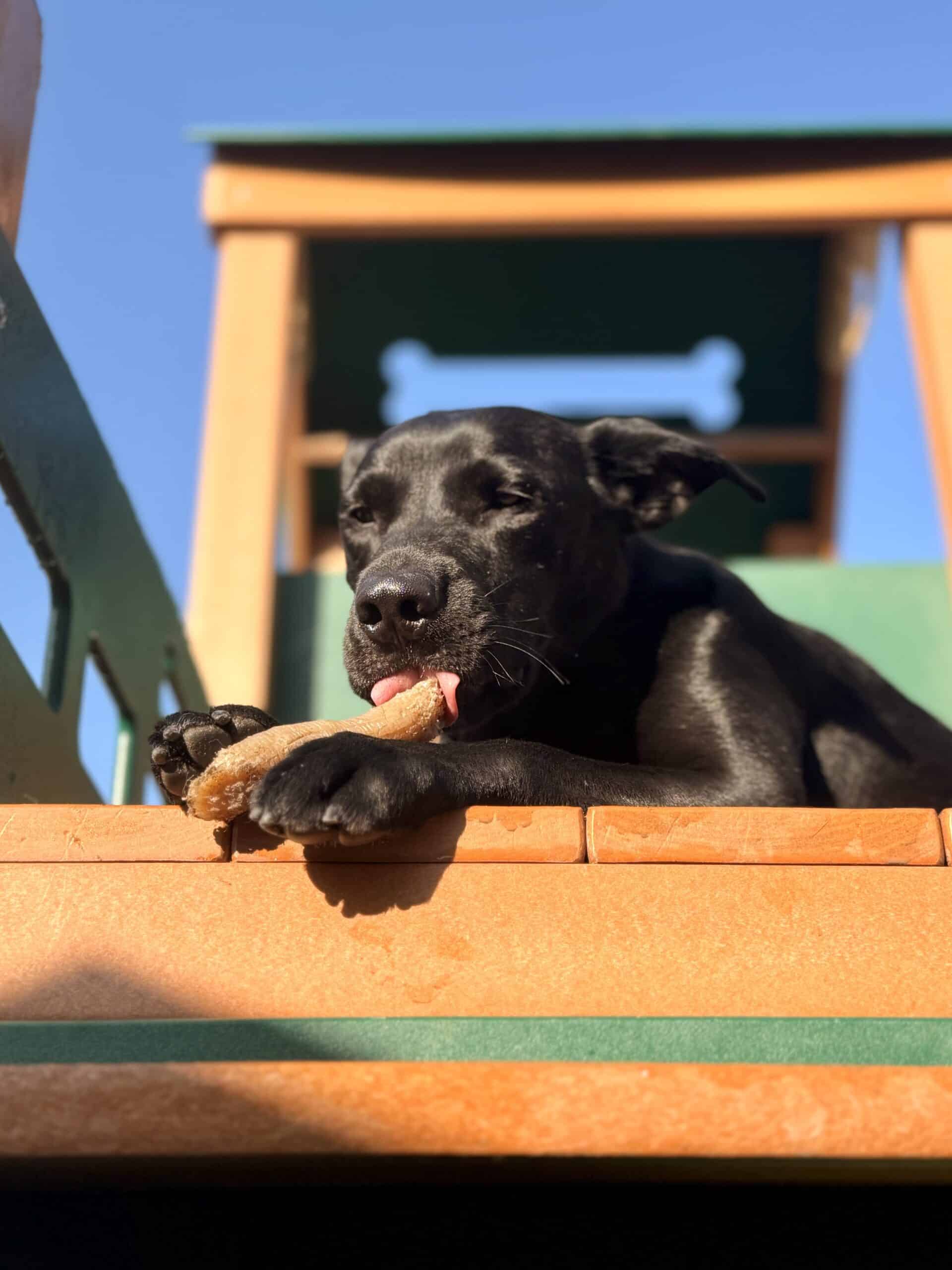 Why Enrichment Matters at Coddled Critters Pet Resort