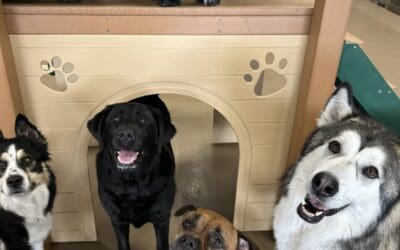 Why Dogs Thrive on Routine (And How to Create It)