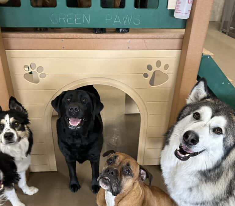 Why Dogs Thrive on Routine (And How to Create It)