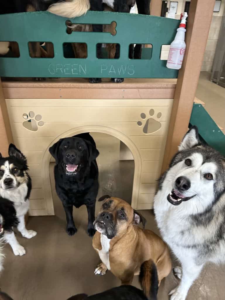 Dog Daycare Salt Lake City