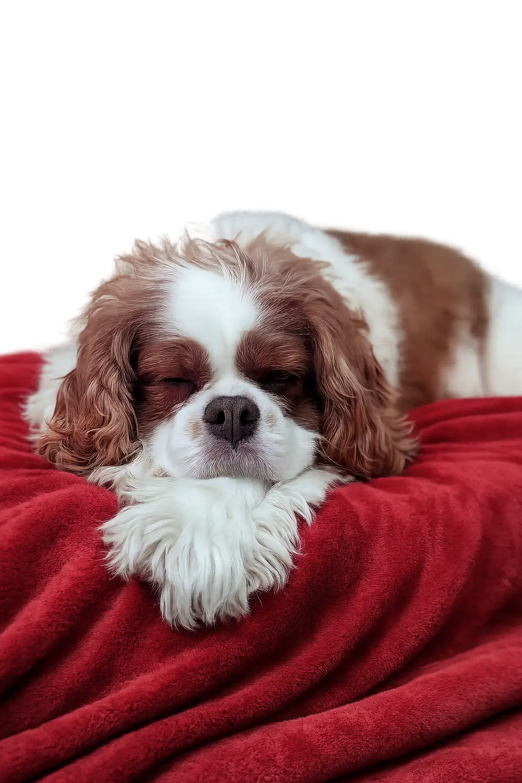 Dog relaxing in Daycare at Coddled Critters