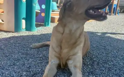 Keeping Pets Safe in Intense Summer Heat