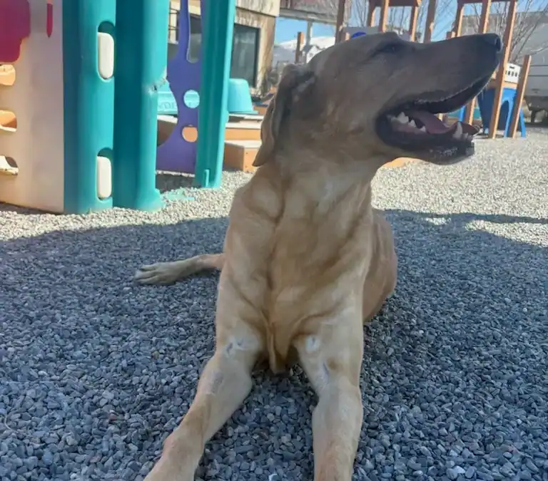 Keeping Pets Safe in Intense Summer Heat