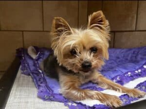 Luxury care for senior pets