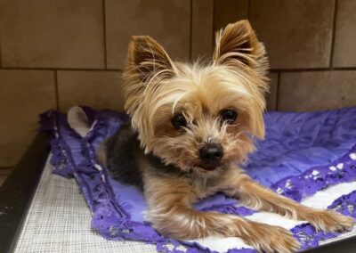 Luxury care for senior pets
