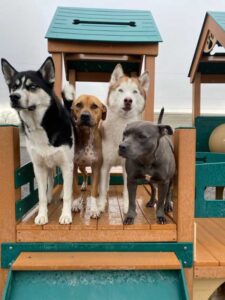 Keeping Pets Safe in Intense Summer Heat