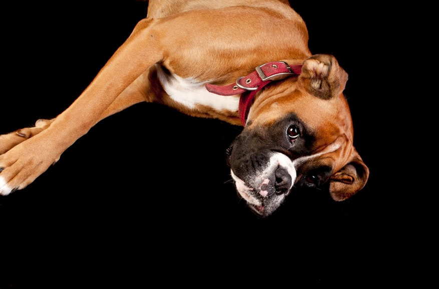 Dog relaxing in Daycare at Coddled Critters
